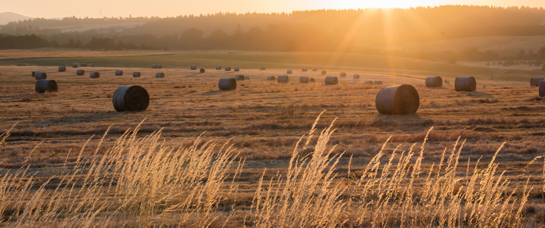 {halebales in a field